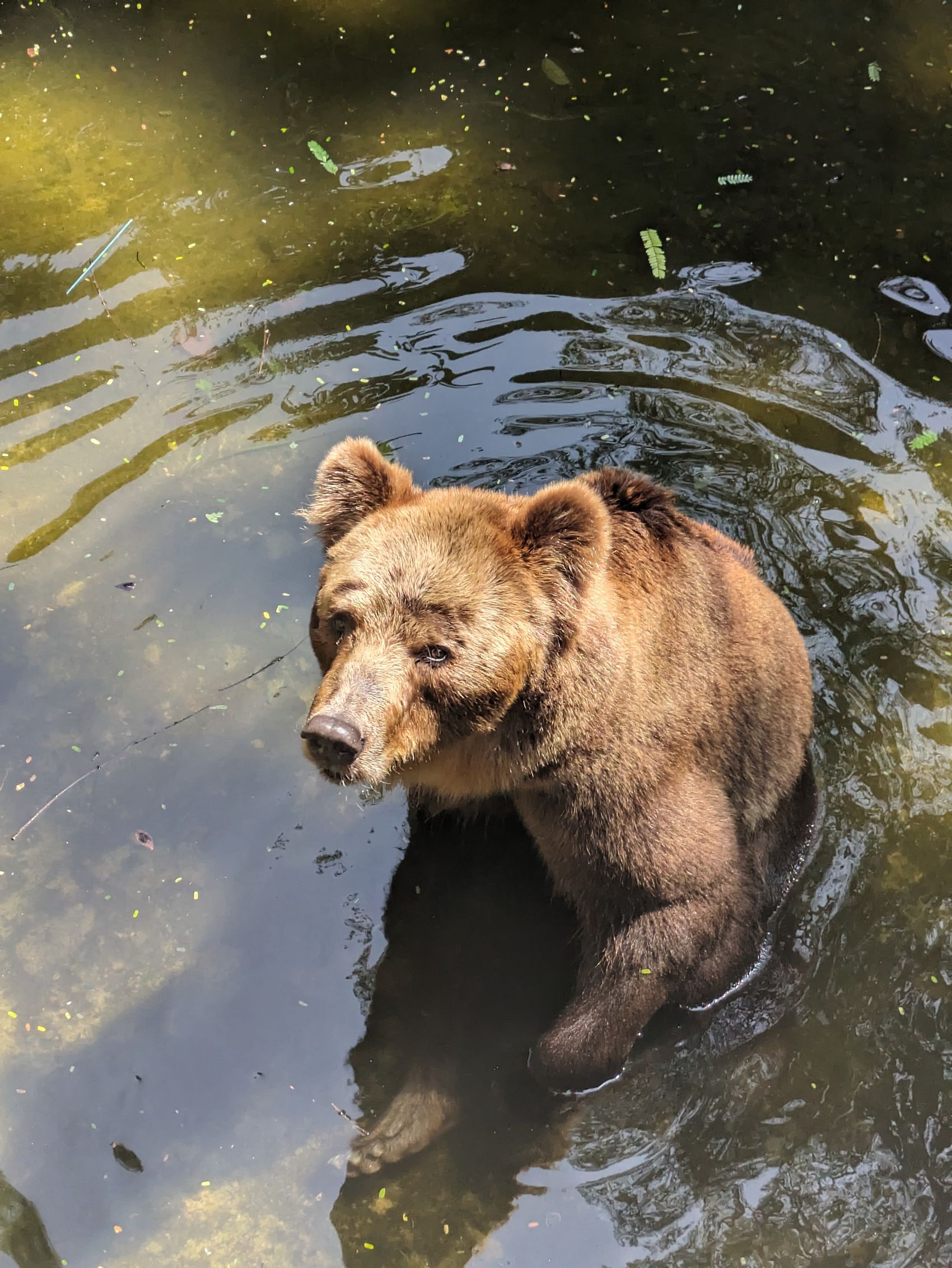Grizzly bear wading in a river (representative wildlife image; not Yukon-specific)